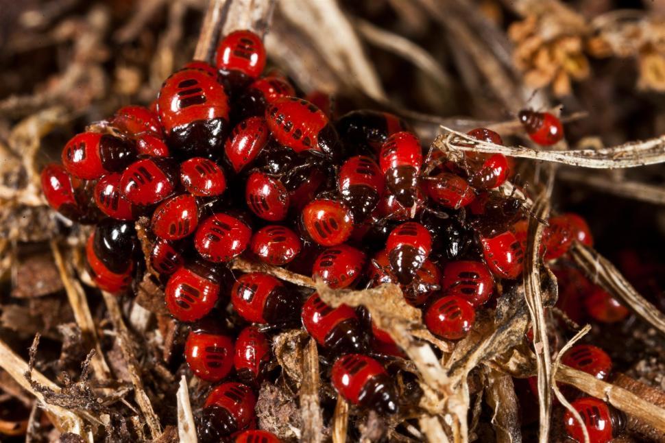 Free Image of Red and Black Beetles 