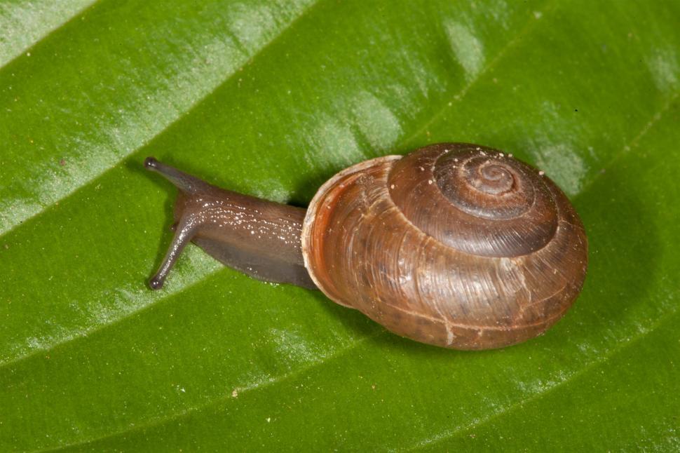 Free Image of Snail Macro Photography 