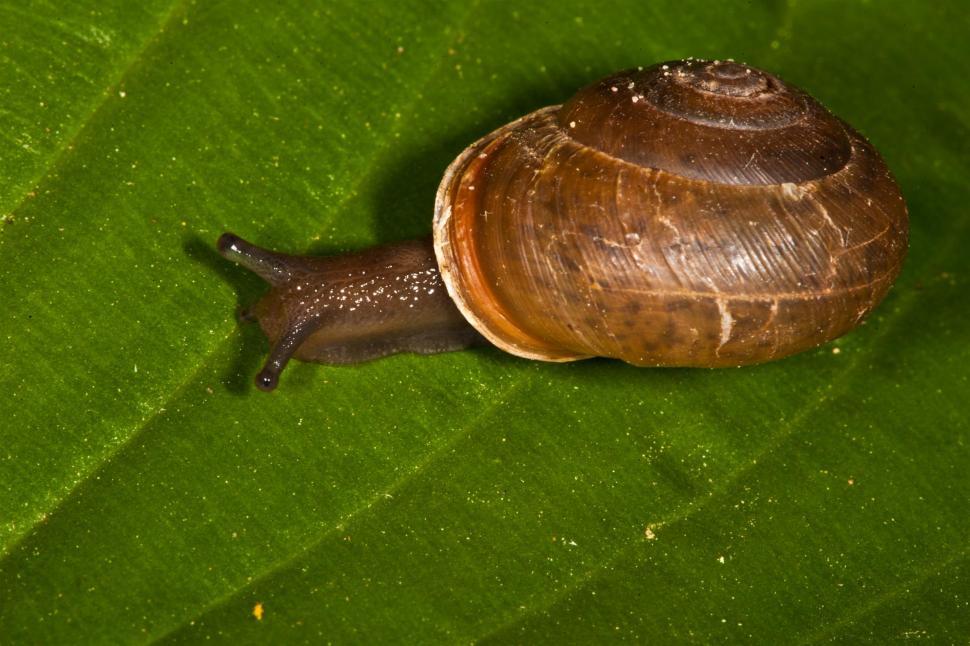 Free Image of Snail Macro Photography 