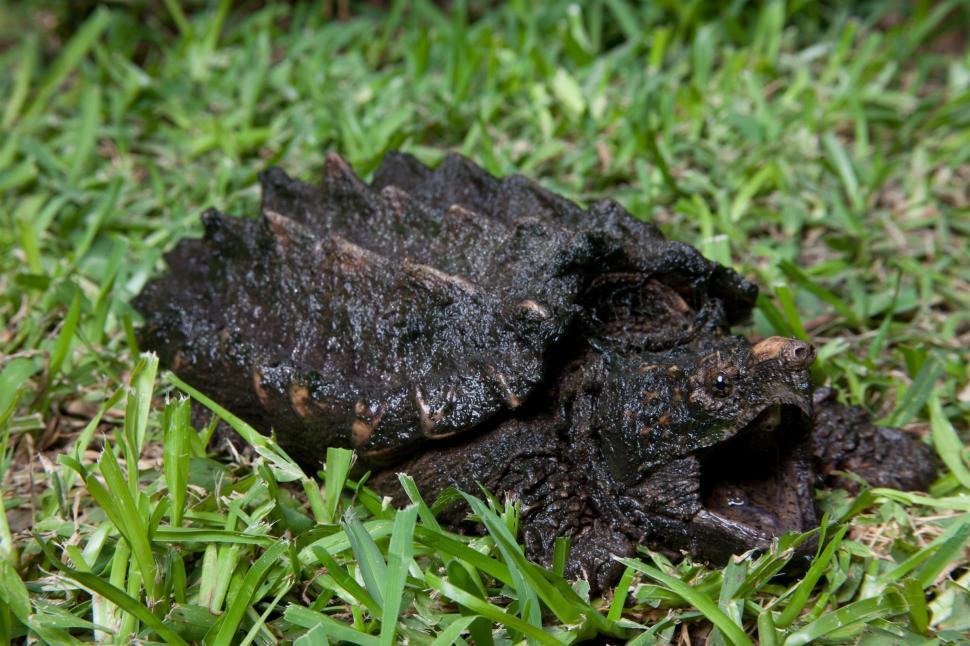 Free Image of Alligator Snapping Turtle 