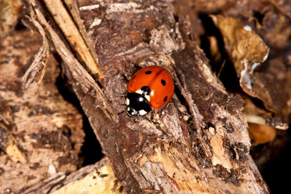 Free Image of Ladybugs 