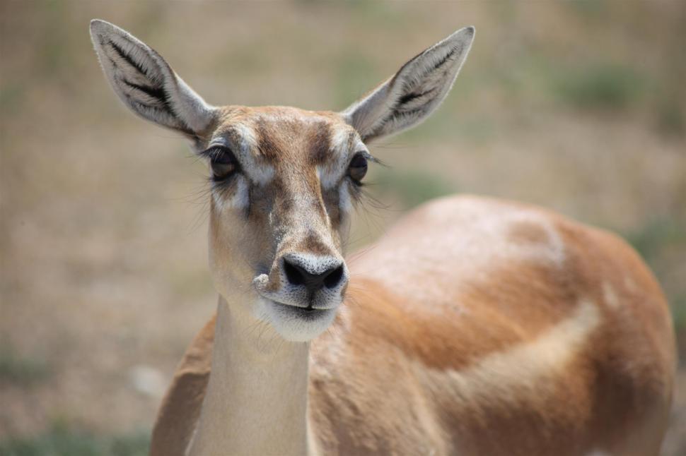 Free Image of Deer 