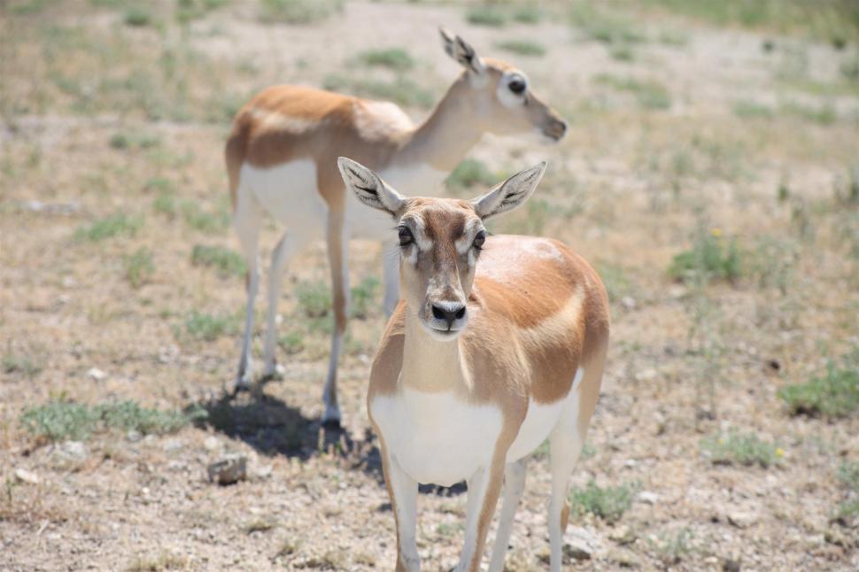 Free Image of Deer 