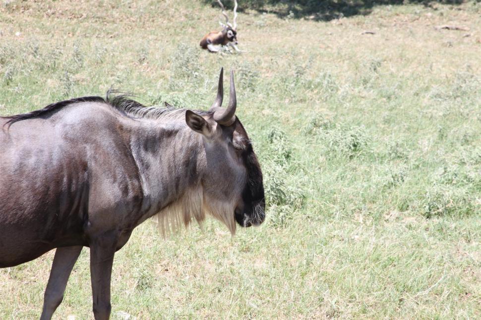 Free Image of Wildebeest 