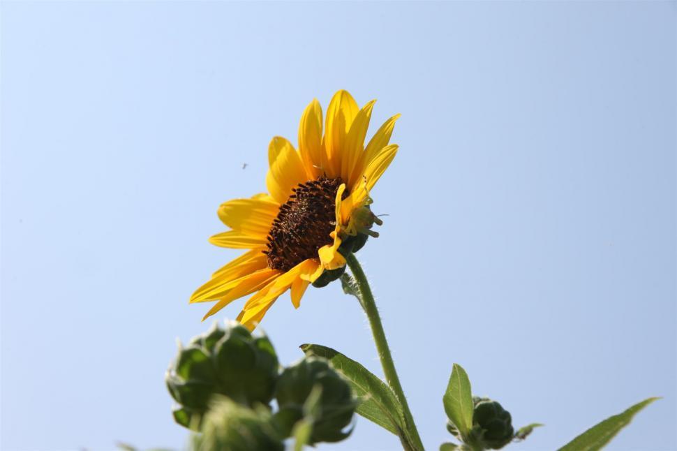 Free Image of Sunflowers 