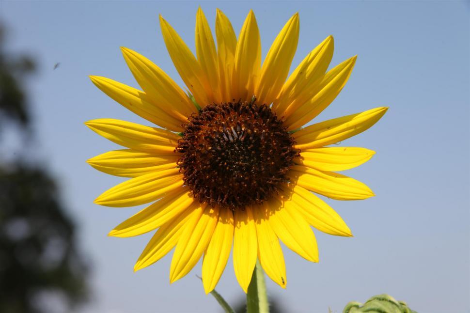 Free Image of Sunflowers 