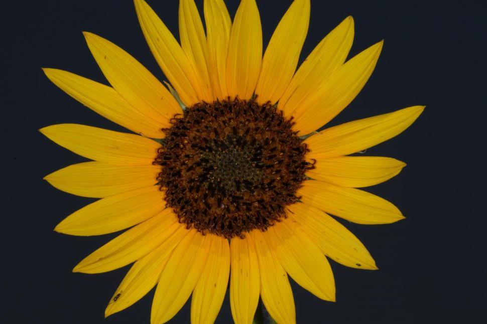 Free Image of Sunflowers 