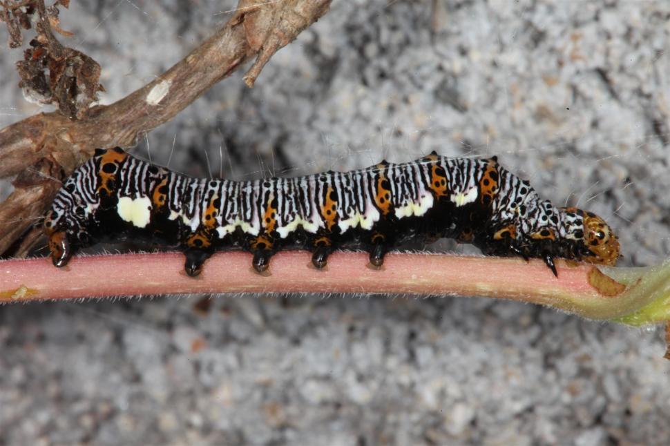 Free Image of Eight Spot Forrester Caterpillar 