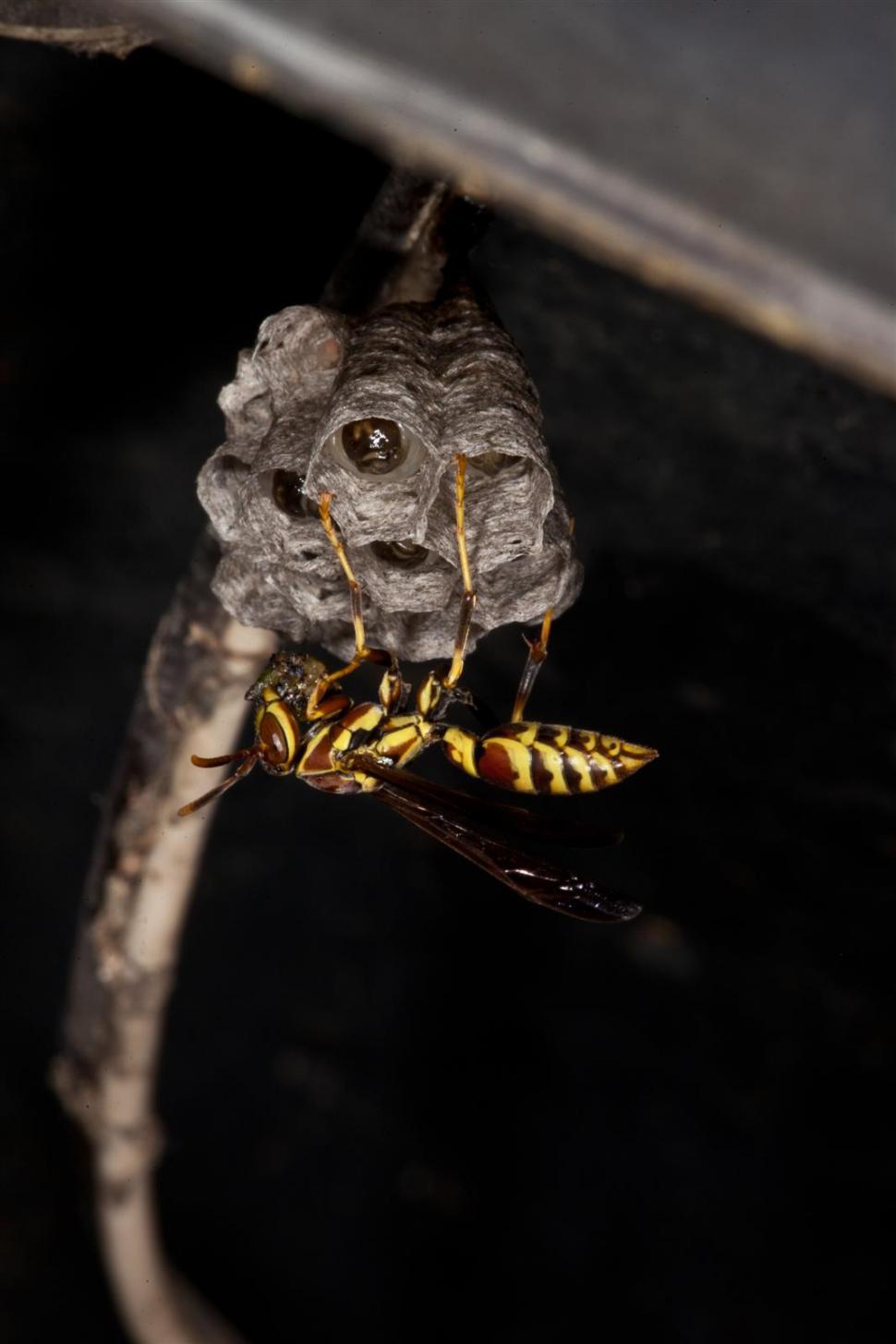 Free Image of Paper Wasp macro 