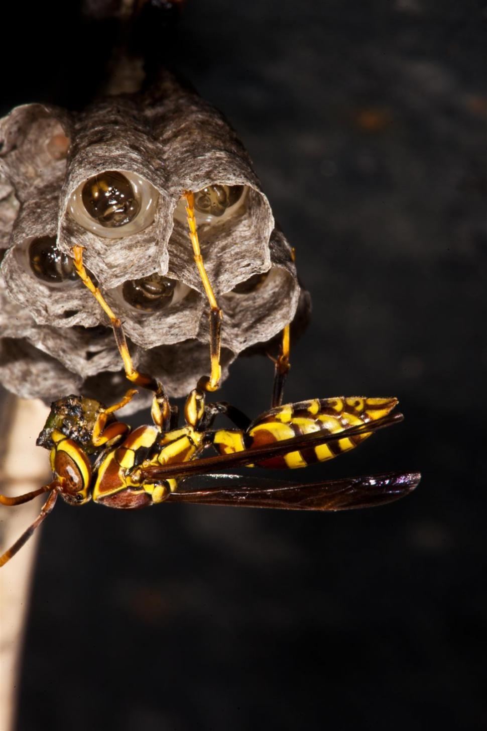 Free Image of Paper Wasp macro 