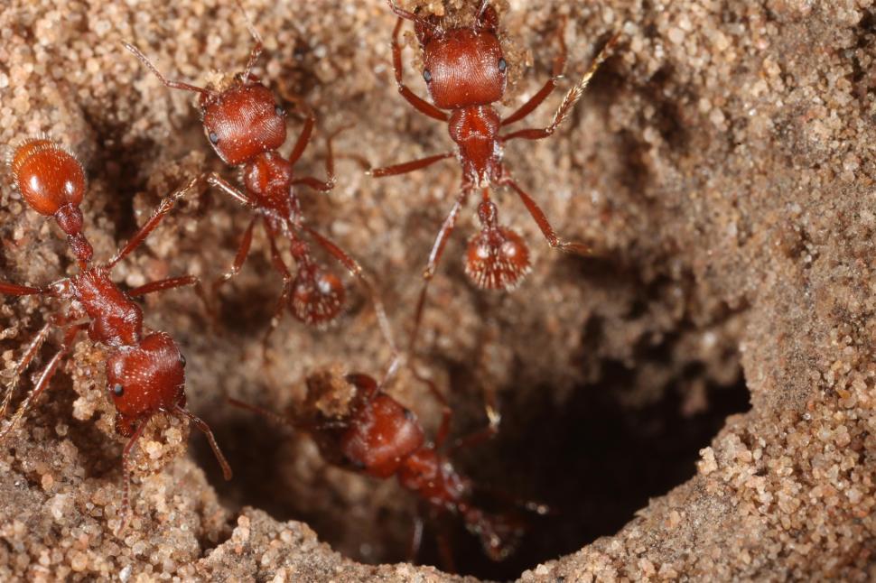 Free Image of Red Harvester Ants 
