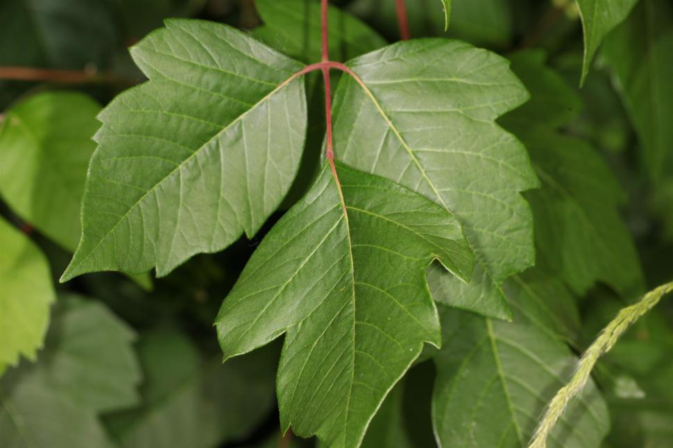 Free Image of Poison Ivy 