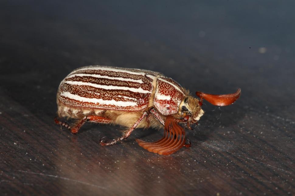 Free Image of Ten Lined Junebug 