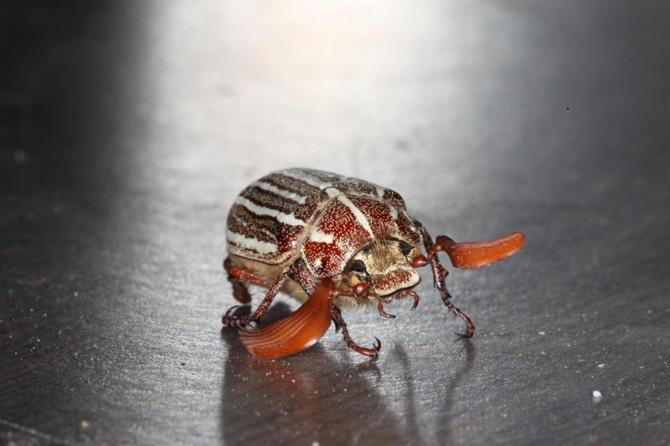 Free Image of Ten Lined Junebug 