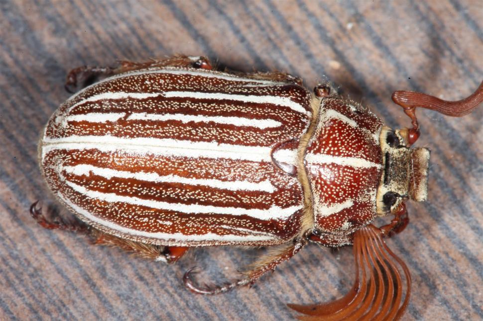 Free Image of Ten Lined Junebug 
