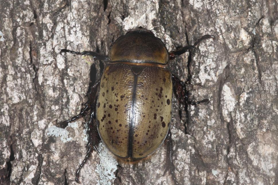 Free Image of Hercules Beetle 