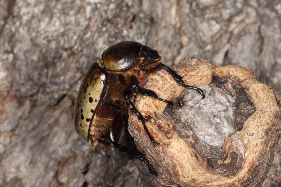 Free Image of Hercules Beetle 
