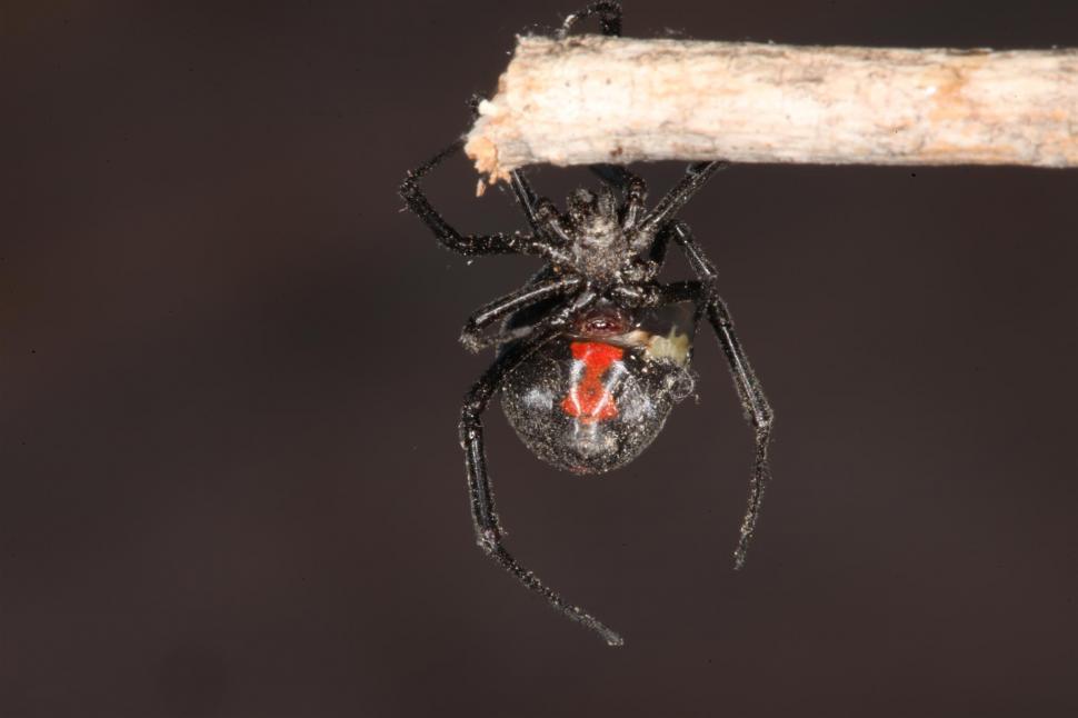 Free Image of Black Widow Spider 