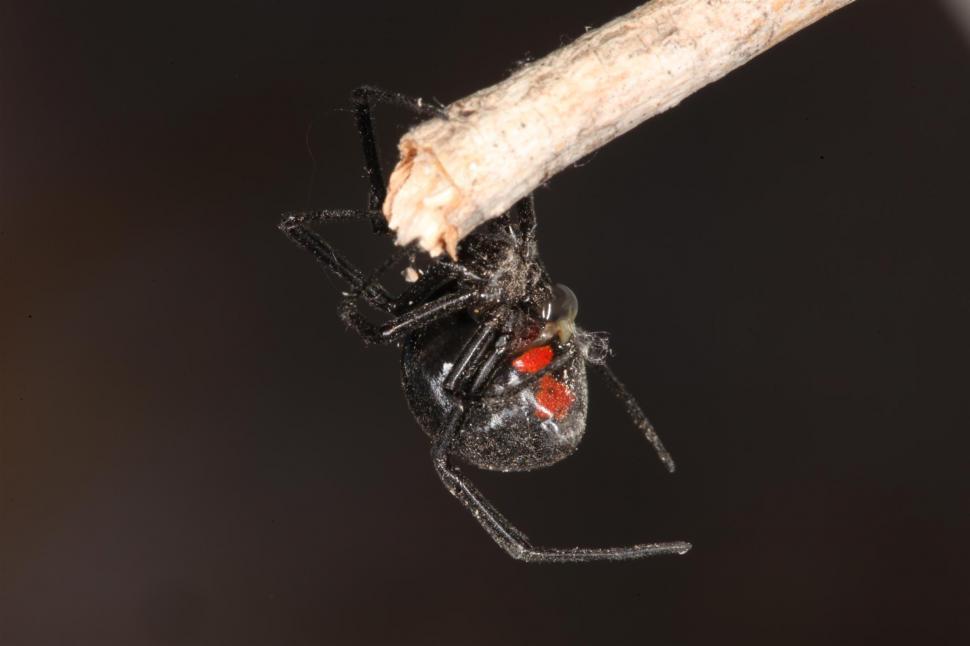 Free Image of Black Widow Spider 