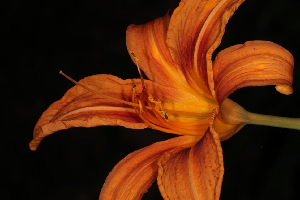 Free Image of Tiger Lily 