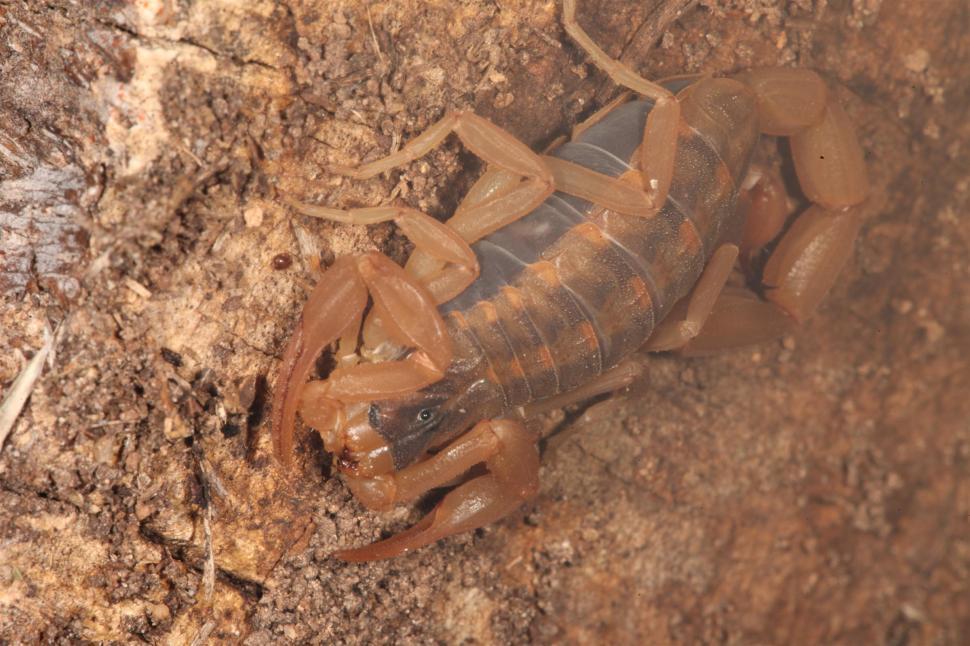 Free Image of Scorpion 