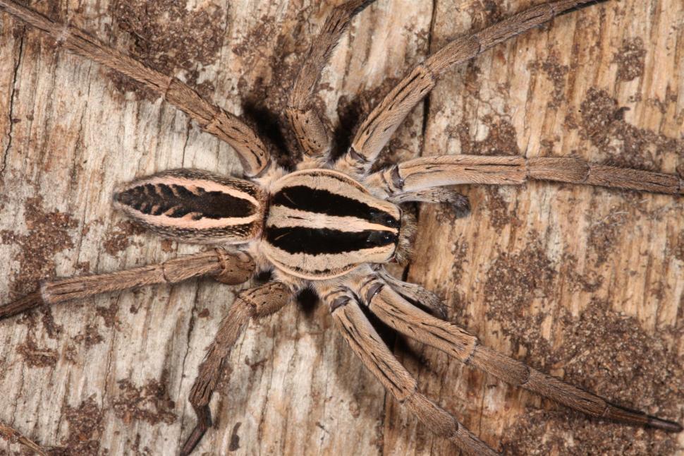 Free Image of Spider macro 