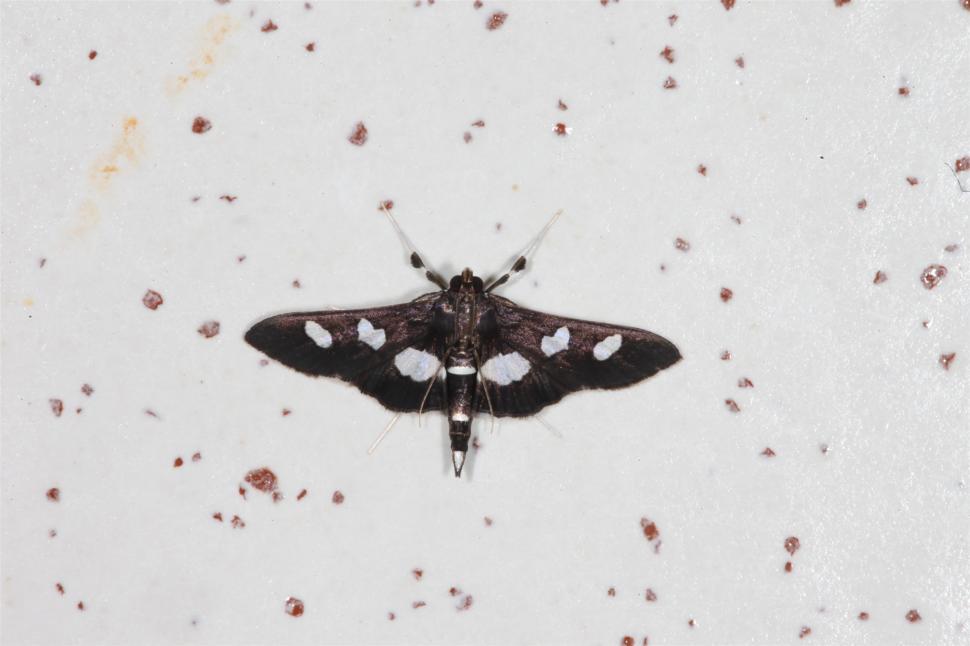 Free Image of Black and white moth 