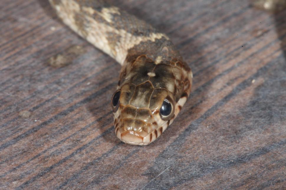 Free Image of Blotched Watersnake 