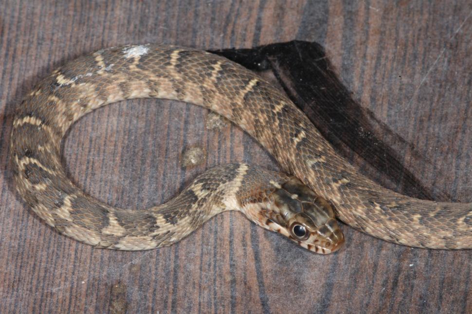Free Image of Blotched Watersnake 