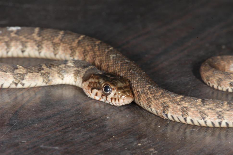 Free Image of Blotched Watersnake 