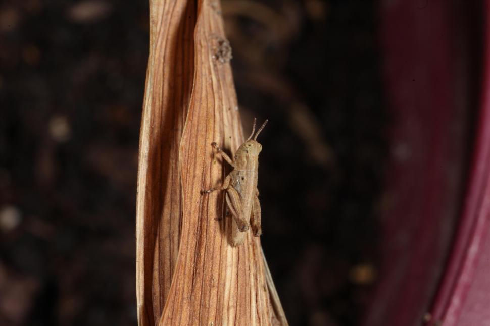 Free Image of Grasshopper macro photograph 