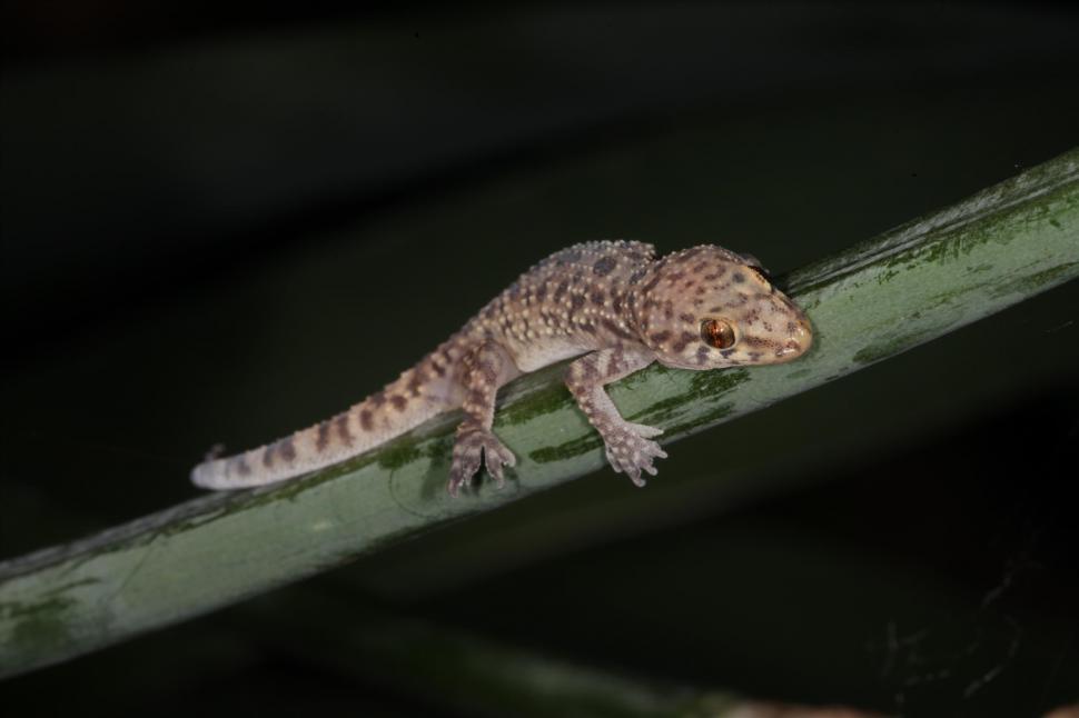 Free Image of Mediterranean Gecko Macro 
