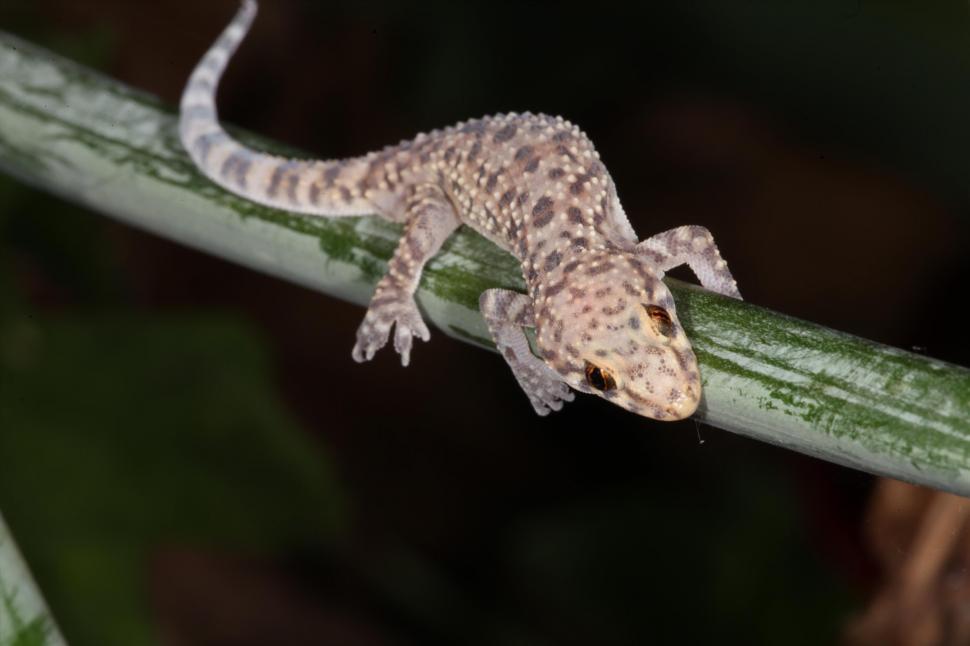 Free Image of Mediterranean Gecko Macro 