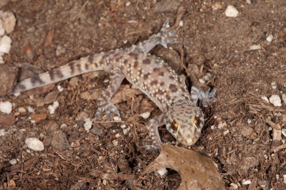 Free Image of Mediterranean Gecko Macro 