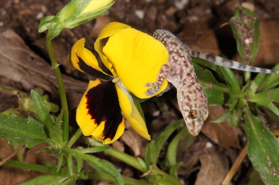 Free Image of Mediterranean Gecko Macro 