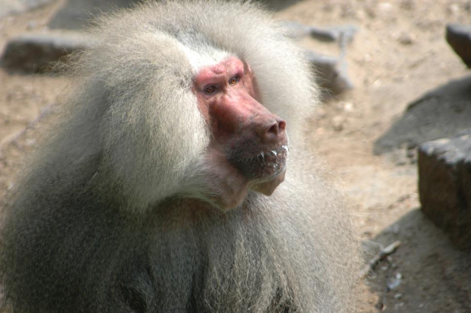 Free Image of Animals 