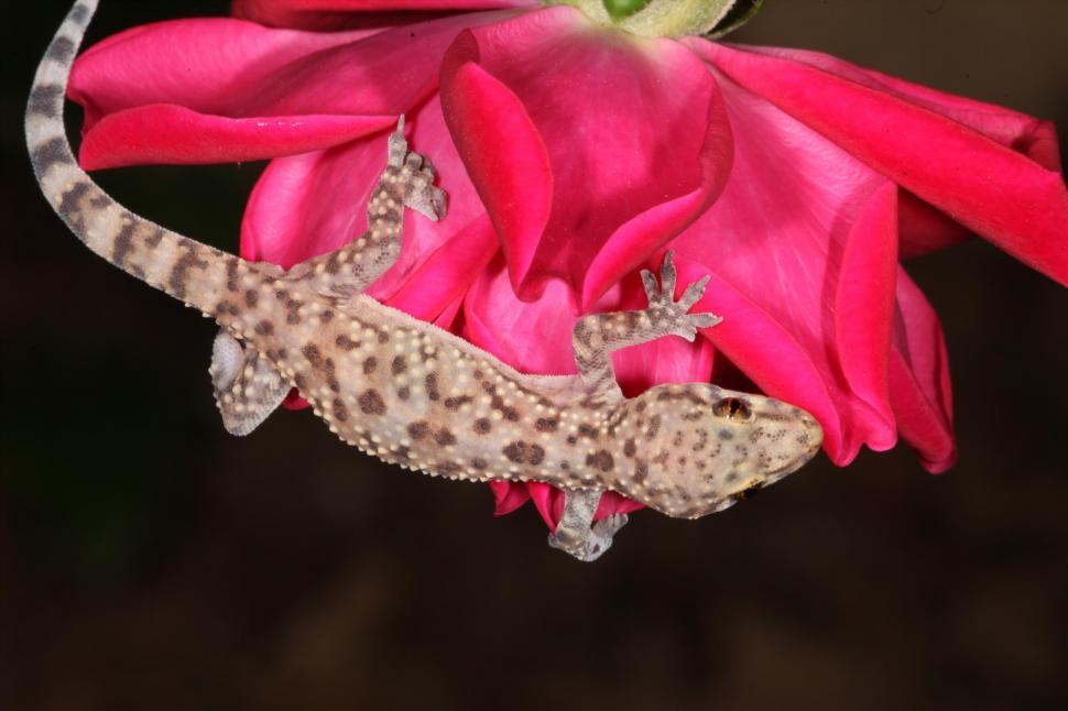 Free Image of Mediterranean Gecko Macro 