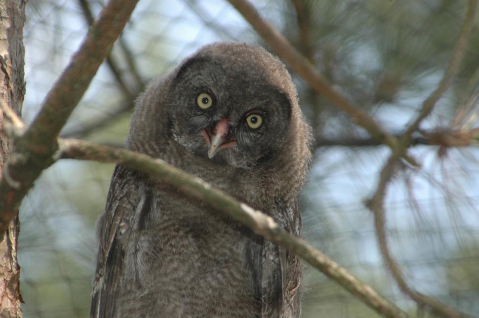 Free Image of Animals 