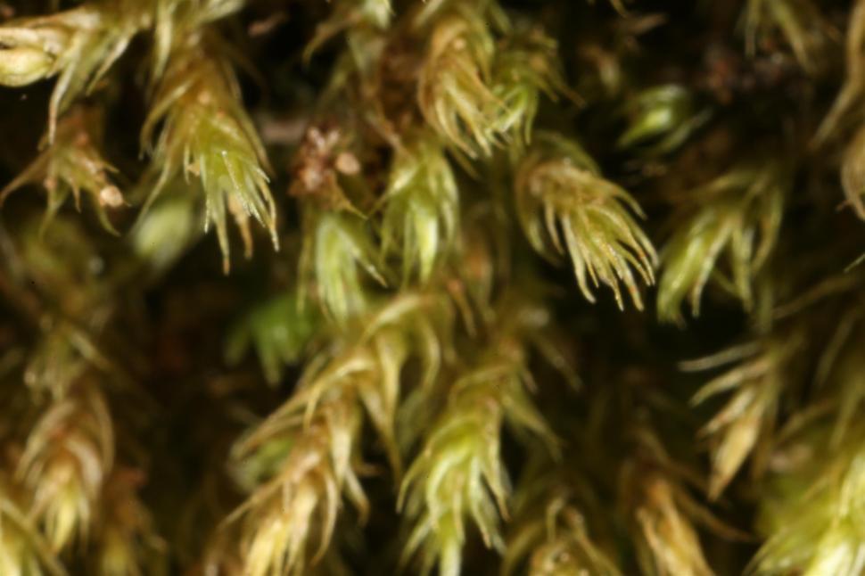 Free Image of Moss macro 