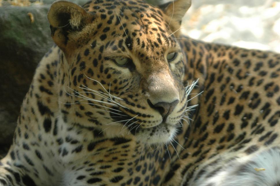 Free Image of Animals 