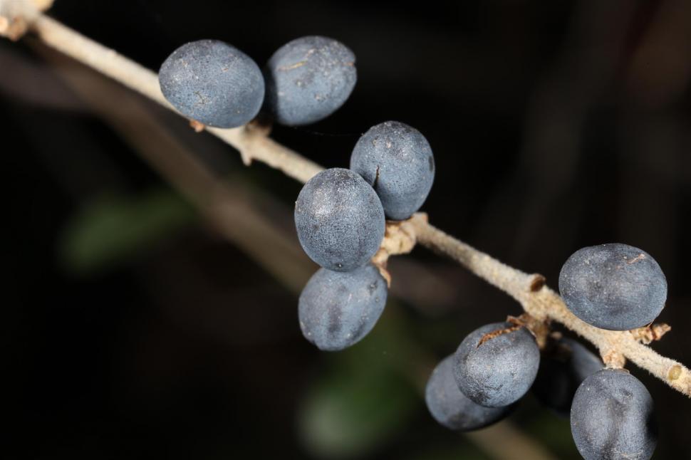 Free Image of Berry macro photographs 