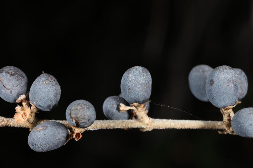 Free Image of Berry macro photographs 