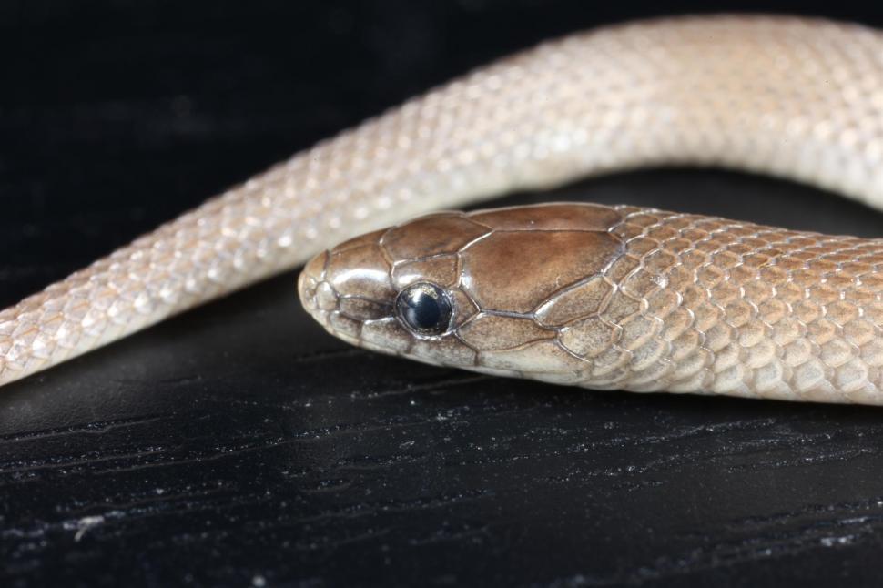 Free Image of Earth Snake Macro 