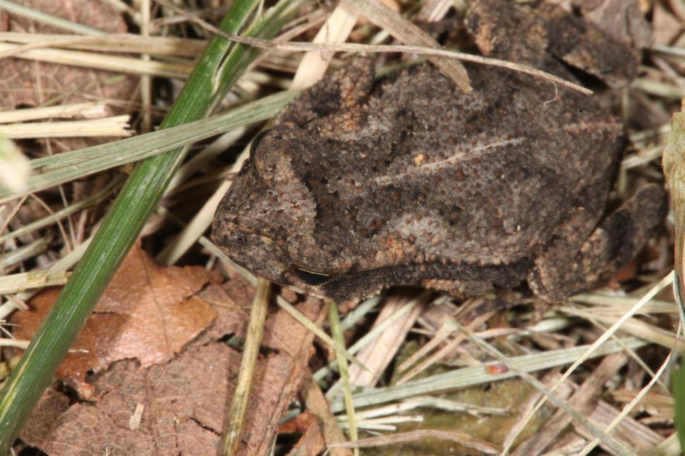 Free Image of Baby Toad Macro 