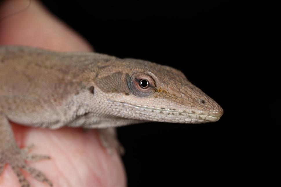 Free Image of Green Anole Lizard macro 