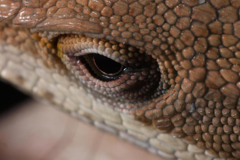 Free Image of Green Anole Lizard macro 