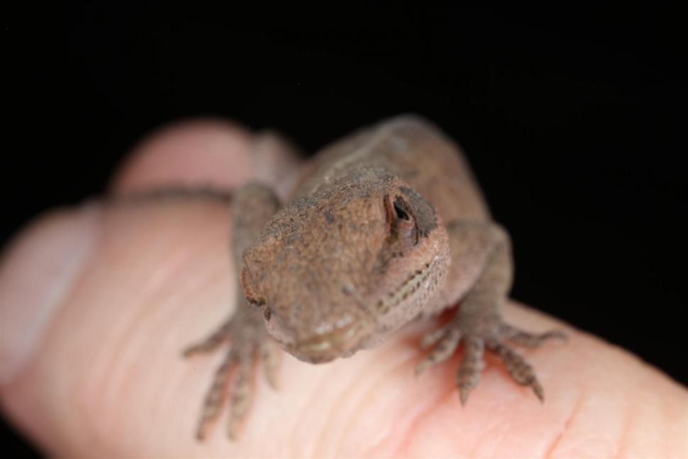 Free Image of Green Anole Lizard macro 