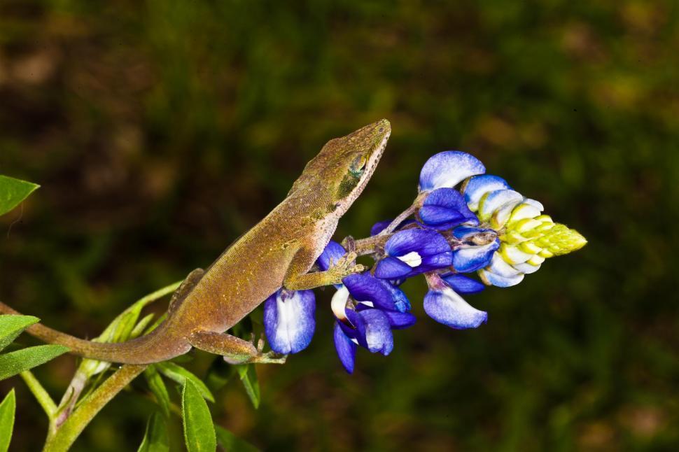 Free Image of Green Anole Lizard on Bluebonnet 