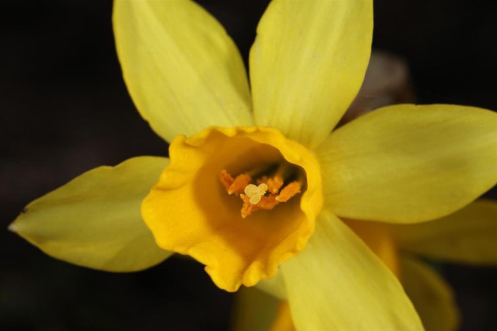 Free Image of yellow daffodil flower 