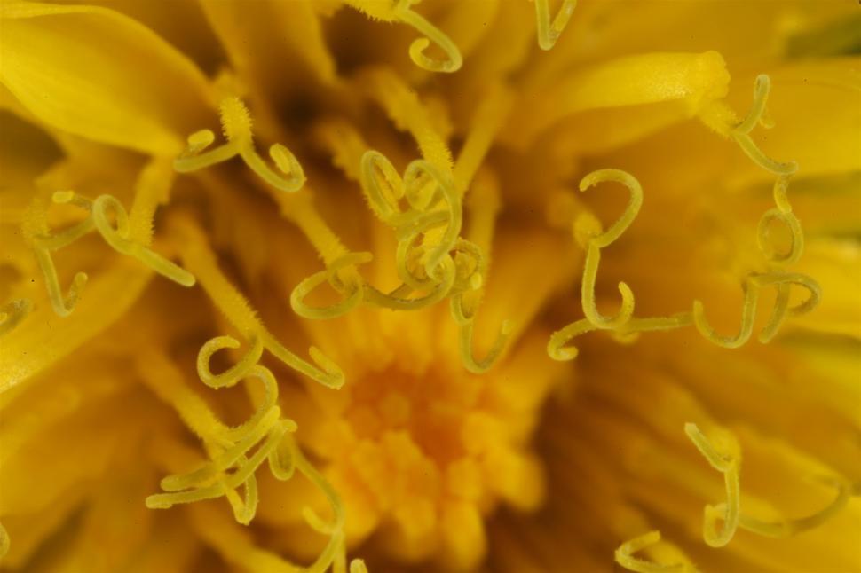 Free Image of yellow daffodil flower 